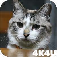 4K Cute Cat Video Live Wallpaper
