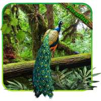 Peacock APUS Live Wallpaper on 9Apps