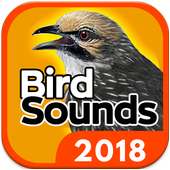 Bird Sounds - Free MP3 Download on 9Apps
