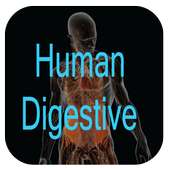 Human Digestive