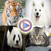 Wild Animals Videos
