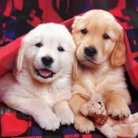 Descarga de la aplicación Cachorros Fondos Animados 🐶 Perritos Lindos 2023 - Gratis - 9Apps Descarga de la aplicación Cachorros Fondos Animados 🐶 Perritos Lindos 2023 - Gratis - 9Apps