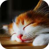 CAT Wallpapers v2 on 9Apps