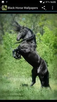 Descarga de la aplicación Fondos Pantalla Caballo Negro 2023 - Gratis - 9Apps Descarga de la aplicación Fondos Pantalla Caballo Negro 2023 - Gratis - 9Apps
