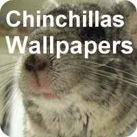 HD Chinchilla Wallpapers and image editor