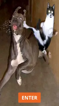 Free Funny Animals Videos APK Download 2023 - Free - 9Apps Free Funny Animals Videos APK Download 2023 - Free - 9Apps