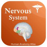 Nervous System Anatomy - Human Anatomy