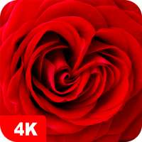 Hintergrundbilder mit Rose 4K