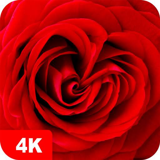 Rose Wallpapers 4K