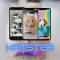 Fun X Hamster Wallpaper Maze Adventures HD