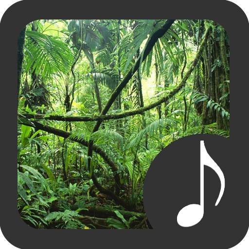 Rainforest Sounds