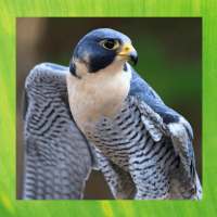Peregrine Falcon image gallery