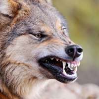 Fondos de Lobo depredador