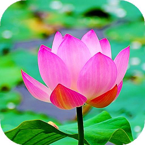 Lotus Flower Live Wallpaper
