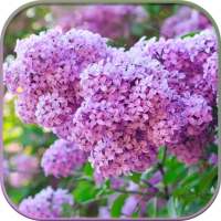 HD Lilac Flower Live Wallpaper on 9Apps