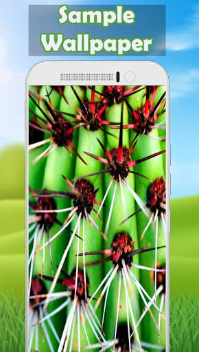 Cactus Wallpaper 🌵 3 تصوير الشاشة