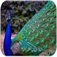 Peacock sounds on 9Apps