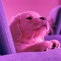 Descarga de la aplicación Fondos De Pantalla Perritos 2023 - Gratis - 9Apps Descarga de la aplicación Fondos De Pantalla Perritos 2023 - Gratis - 9Apps
