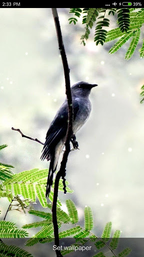 الطيور الأصوات والنغمات 6 تصوير الشاشة