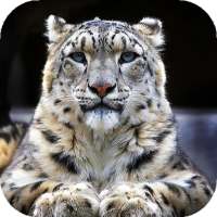 Snow Leopard Wallpapers : backgrounds hd