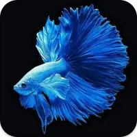 ベタの魚の壁紙アプリのダウンロード22 無料 9apps