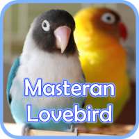 Masteran Lovebird Ngekek Gacor on 9Apps