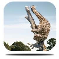 Giraffe Acrobat Live Wallpaper