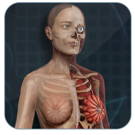 Female Anatomy 3D : Female 3D organs Anatomy