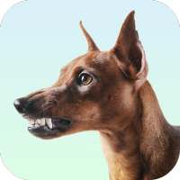 Dog Growling Sounds on 9Apps