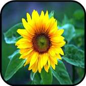 Top Sunflower Wallpapers on 9Apps