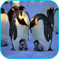 Пингвины видео живые обои