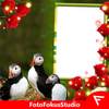 Atlantic Puffin Insta DP