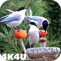 4K Garden Birds Video Live Wal on 9Apps