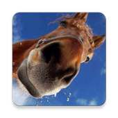 Horse Picture Quiz