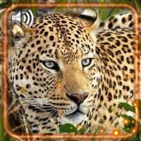 Leopard Sounds Live Wallpaper