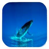 Blue Whale Video Live Wallpaper