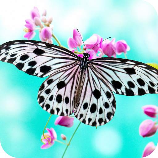 Butterfly Full HD Wallpaper