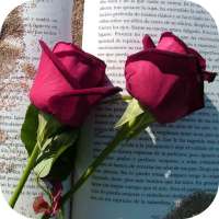 rosas de amor con frases