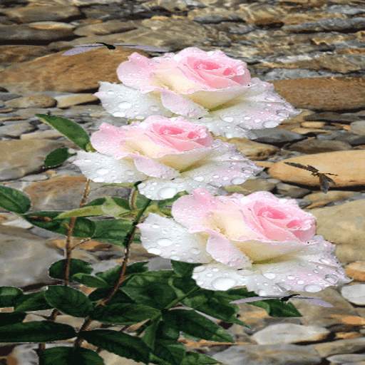 Pink White Roses LWP