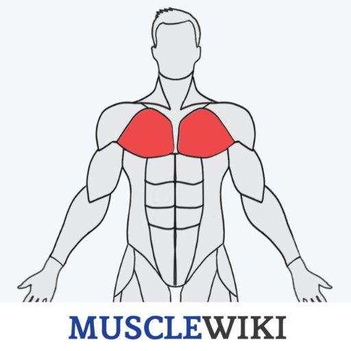 MuscleWiki Fitness