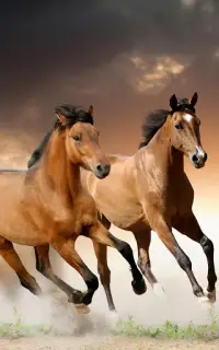 Descarga de la aplicación Caballos Fondos Animados 2023 - Gratis - 9Apps Descarga de la aplicación Caballos Fondos Animados 2023 - Gratis - 9Apps