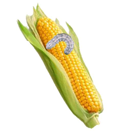 Maize Pests and Diseases