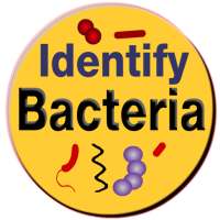 Bacteria Identification Made E