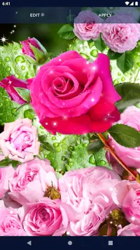 Pink Rose 4K Live Wallpaper APK Download 2023 - Free - 9Apps