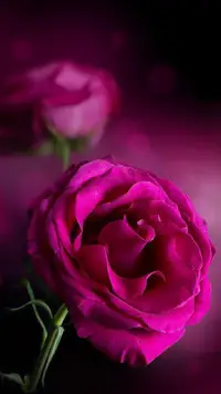 Pink Roses Live Wallpaper APK Download 2023 - Free - 9Apps Pink Roses Live Wallpaper APK Download 2023 - Free - 9Apps