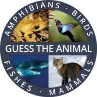 Guess the Animal Quiz App: Guessing Games for Free