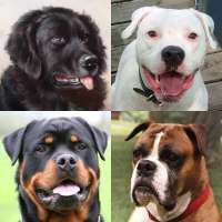 Собаки - Фото-тест про популярные породы собак on 9Apps