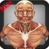 Human Body Anatomy 2017