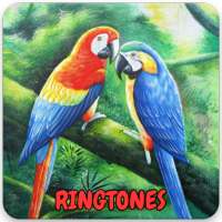 Bird Ringtones Free Download