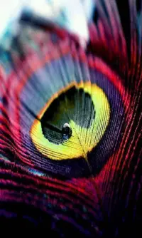 Peacock Feather HD Wallpapers APK Download 2023 - Free - 9Apps